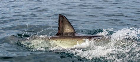 Shark Back And Dorsal Fin Above Water Stock Image Image Of Apex Fins