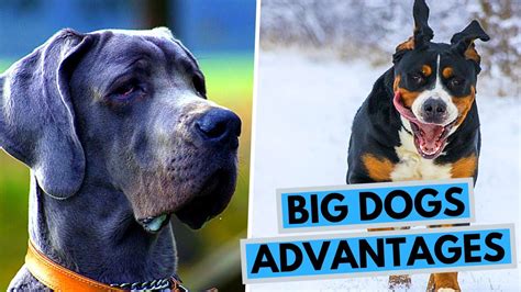 Top 10 Extra Large Dog Breeds Youtube