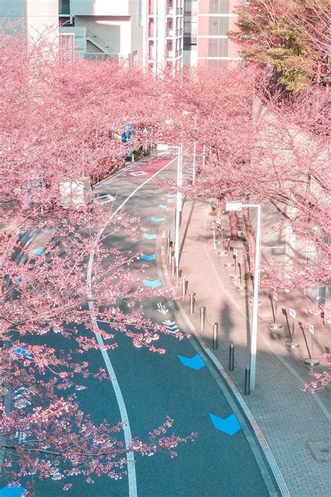 25 Best Places To See Cherry Blossoms In Tokyo Free Guide Scenery