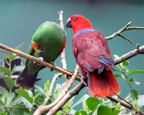 Eclectus Parrot Bird Tropical 31
