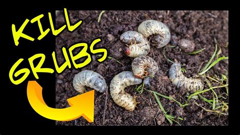 How To Kill Lawn Grubs Youtube