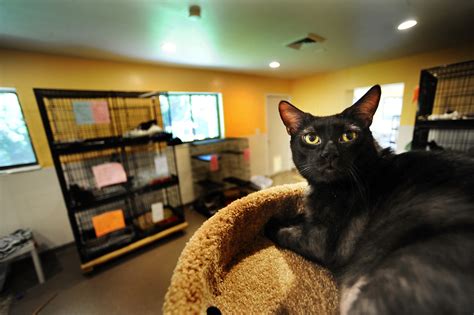 Updated Cat Room Debuts At Tri County Animal Rescue Sun