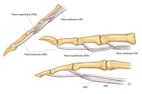 Thumb Tendons Anatomy
