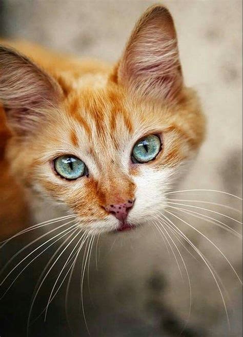 Pin By Jonet Kundenreich On Other Cats Cats Beautiful Cats Pretty Cats