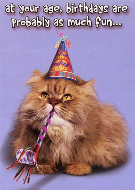 As Much Fun Cat With Party Hat And Horn Funny Humorous Risque