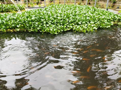 Potensi ekspornya besar, kkp pacu pengembangan budi daya ikan patin. Ikan Patin Kem / Resep Asam Padeh Ikan Patin Khas Padang ...