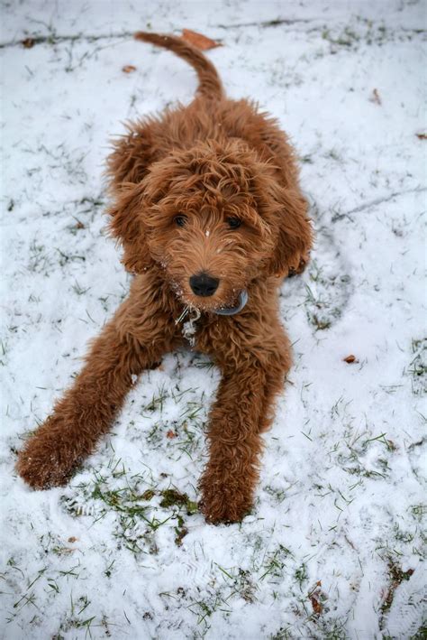 48 Best Images Red Goldendoodle Puppy Dogs Three Cute Red F1b