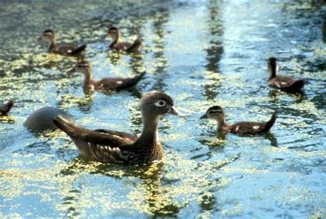 Researchers Find Positive Connection Between Wood Ducks Reproduction