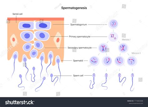 Spermatogenesis Cell Division Diploid Cells Dna Stockvektor Royaltyfri