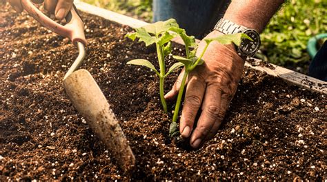 How To Prepare Soil For Planting Tips And Guidelines Treenewal