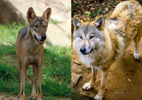About Half The Diet Of Indian Himalayan Wolves Is Domestic Livestock