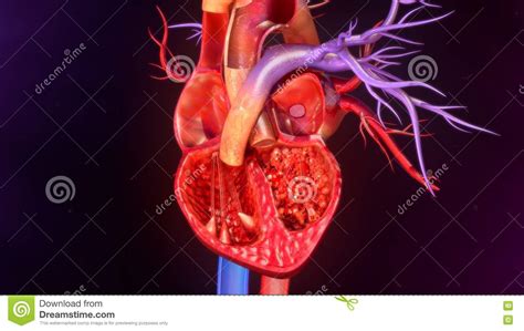 Anatomie humaine de coeur photo stock. Image du coeur - 75367594