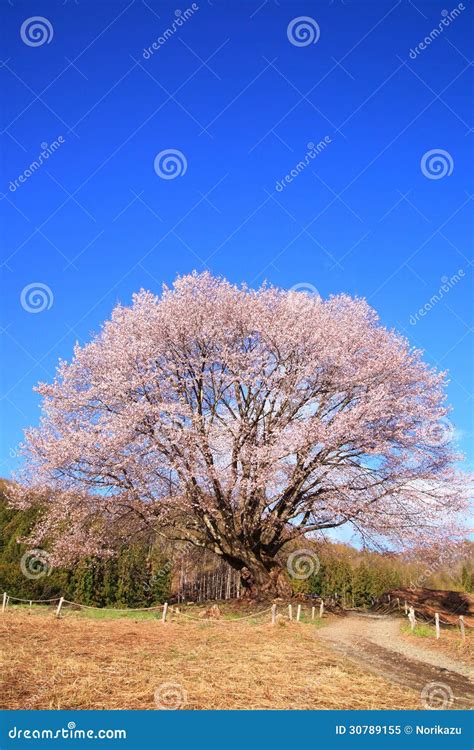 Cherry Tree And Blue Sky Stock Image Image Of Asia Blooming 30789155