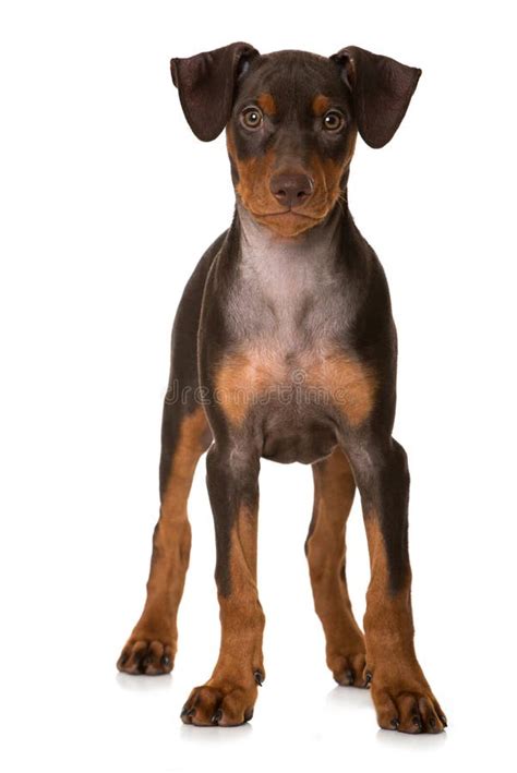 German Pinscher Puppy Stock Image Image Of White Canine 35132547