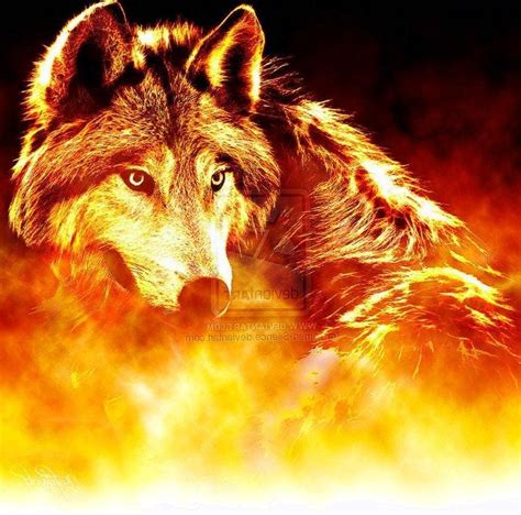 Cool Fire Wolf Wallpapers Bigbeamng