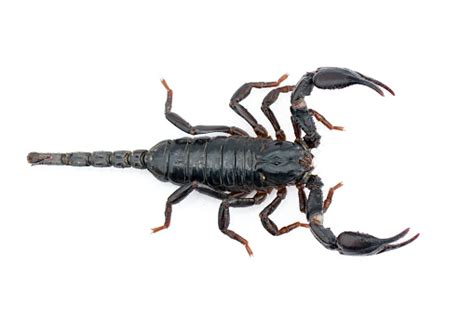 Image Of Emperor Scorpion On A White Background Insect Animal Stock