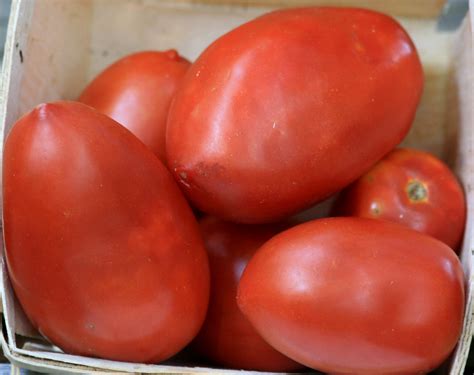 Amish Paste Tomato 016 G Southern Exposure Seed Exchange Saving