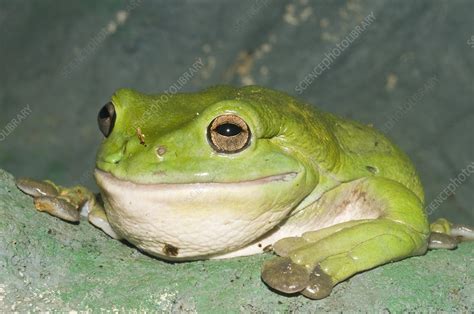 Giant Tree Frog Stock Image F0313718 Science Photo Library