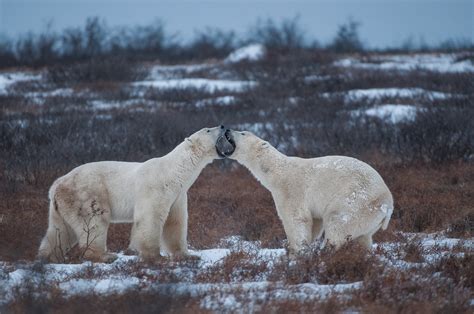 Polar Bear Challenge Sean Crane Photography