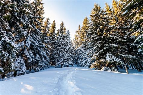 Premium Photo Snow Covered Pine Trees In Carpathian Mountains In
