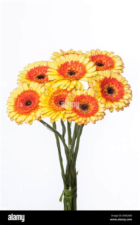 Bouquet Of Gerbera Flowers Isolated On White Background Stock Photo Alamy
