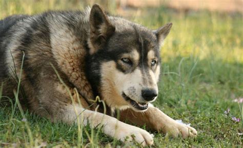 26 Wolfdog Breeds √ High Mid And Low Content Hybrid Wolf Dogs Raising