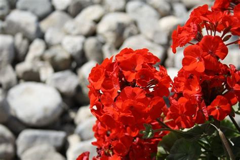 Bee balm want to attract good bugs like bees and butterflies, while deterring the bad ones? 14 Plants That Repel Bees and Wasps (With Proof) | BugWiz