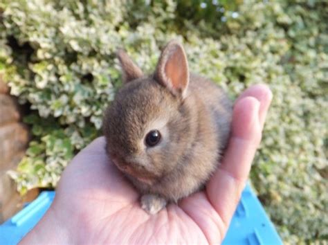 Looking for a caring person/family to love him. Genuine Netherland Dwarf Baby Rabbits For Sale | Baby ...