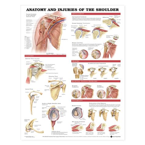 Shoulder Anatomy Muscle Anatomy Anatomy