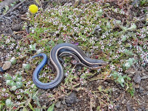 Western Blue Tailed Skink Life List Blog Posts