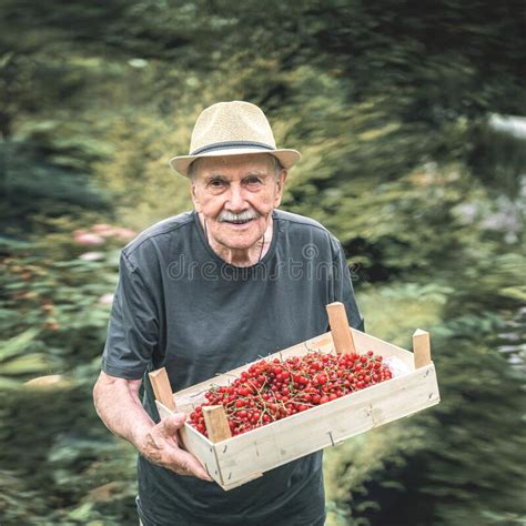 Old Man Holds A Wooden Box With A Red Berry A Gray Haired Old Man Is