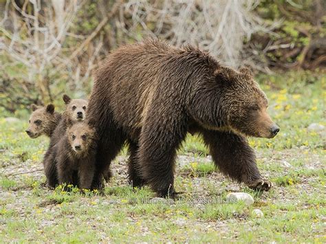 Tribunal Protege A Osos Grizzlies De Yellowstone Mediante Ley De