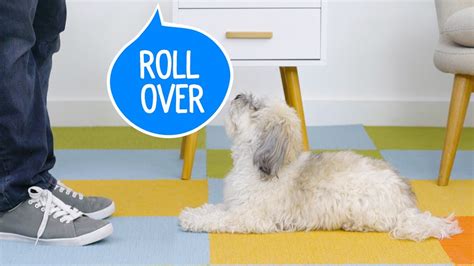 They are producers who just know what they are doing. How to Teach Your Dog to Roll Over | Chewy - YouTube