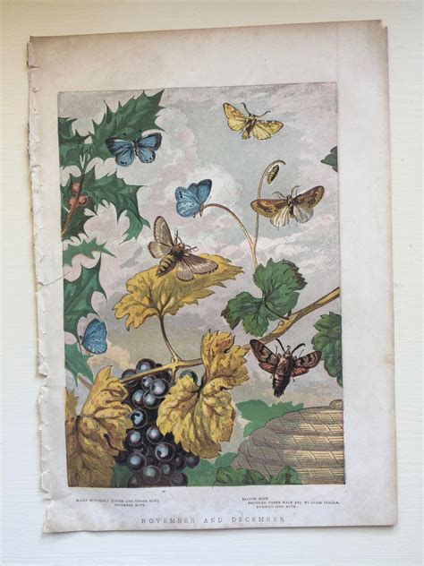 1859 Original Antique Lithograph Butterflies And Moths Vivid Colours