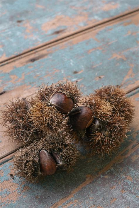 Organic Chestnuts By Stocksy Contributor Rowena Naylor Stocksy