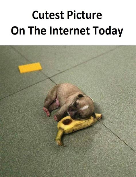 20 Cute And Adorable Baby Animal Memes With Funny Captions