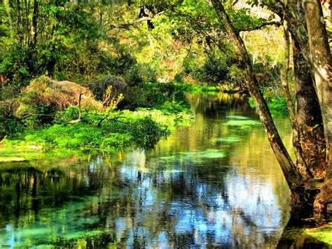 Crystal Springs Florida Stock Image Image Of Calm Summer 3628221