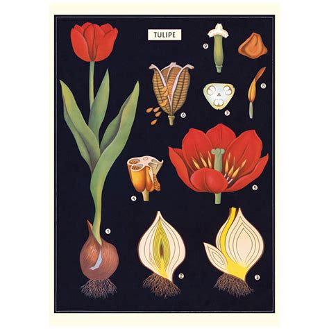 Check Out The Deal On Tulip Anatomy Chart Vintage Style Poster At Retro