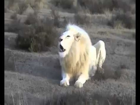 4 ответов 42 ретвитов 89 отметок «нравится». ‫اسد ابيض سبحان الله‬‎ - YouTube