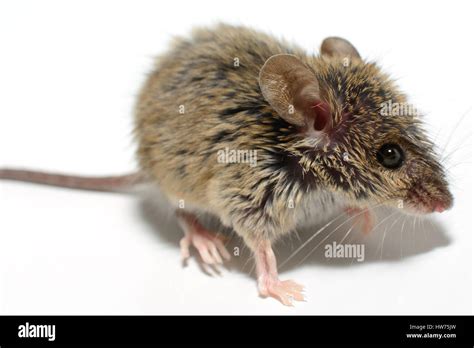 House Mouse Mus Musculus White High Resolution Stock Photography And