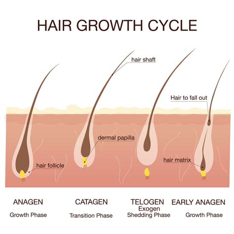 Postpartum Hair Loss The Hows And Whys Whisper And Muse