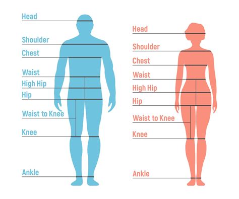 How To Use A Body Measurement Chart Printable For Men And Women