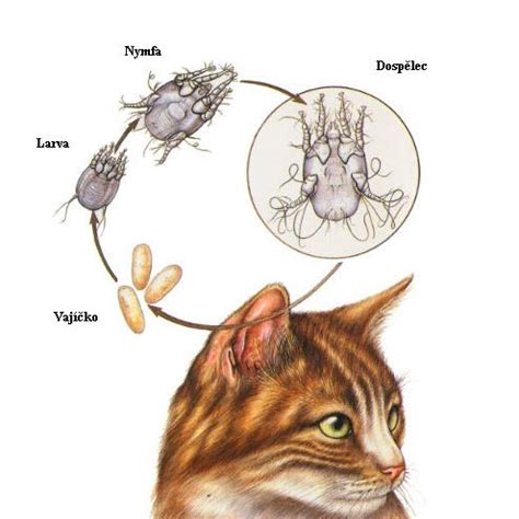 The second stage in the life cycle of a cat is known as the junior phase. The Vets Blog : The Cat Area 8: Otodectes Cynotis