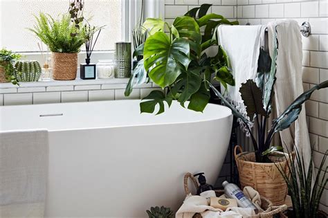 4 Mejores Plantas Para El Baño Decora Tu Baño Con Plantas