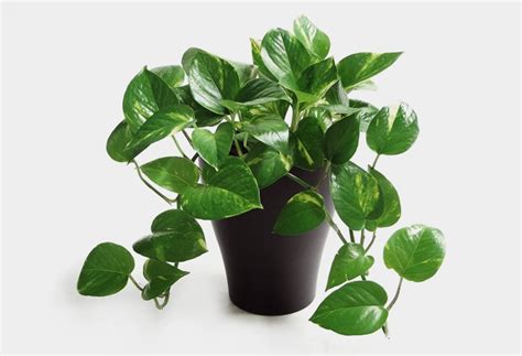 Download the perfect desk plants pictures. Desk Plants Will Bring Life to Your Office | Cool Material