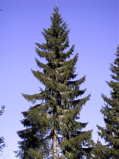 Norway Spruce Pruning Help Ubc Botanical Garden Forums