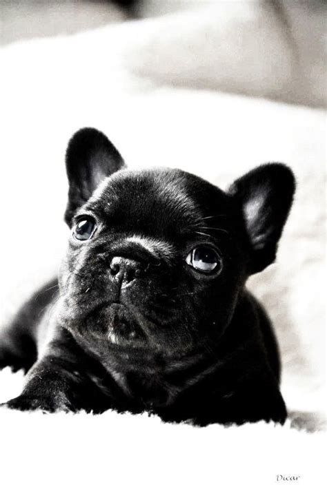 If you are price shopping you may be looking at the wrong breeder. French Bulldog Price Chart