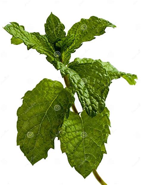 Sprig Of Mint Stock Image Image Of Leaves Herb Perennial 2345443