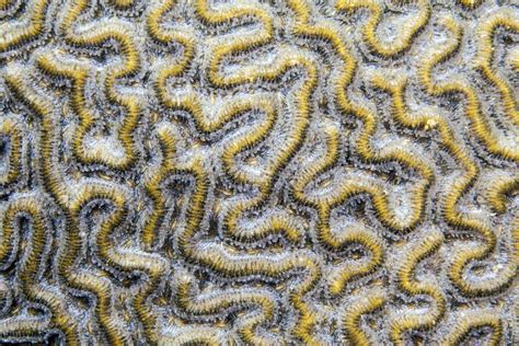Colpophyllia Natans Boulder Brain Coral Stock Photo Image Of Nature