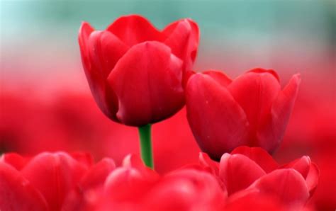 Red Tulips Close Up Wallpapers
